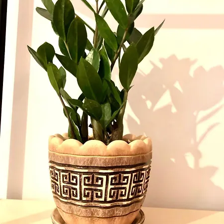 Osapart In A Complex Semycvit Daire *